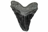 Fossil Megalodon Tooth - South Carolina #328777-2